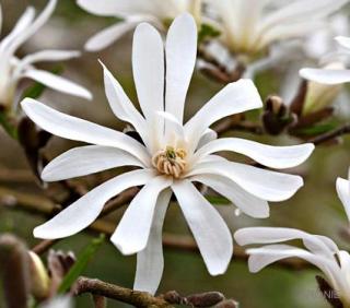 Magnolie - šácholan hvězdokvětý - 12 l  Magnolia stellata