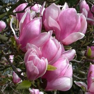 Magnolie Soulangeova - 180 cm Exkluziv  Magnolia soulangeana