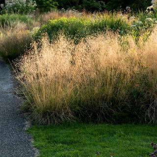 Metlice trsnatá ´Goldschleier´- Deschampsia caespitosa  Okrasné trávy