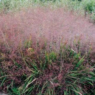 Milička - Eragrostis spectabile - okrasná tráva - 1,5 l