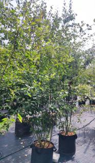 Muchovník Lamarckův - Amelanchier lamarckii - 250 - 280 - vícekmen - Exkluziv