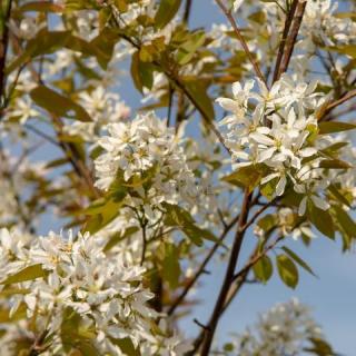 Muchovník lamarckův - Amelanchier lamarckii ´Ballerina´ - strom 350 - 400 cm