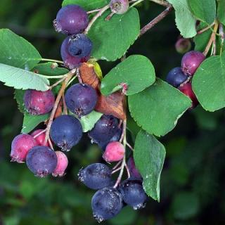Muchovník olšolistý Saskatoon Berry - 4 l  Amelanchier alnifolia Saskatoon Berry