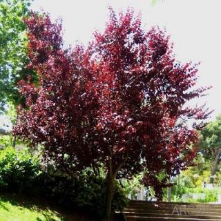 Myrobalán červenolistý - Prunus cerasifera ´Nigra´ - keř - vícekmen