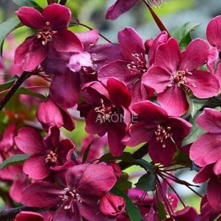 Okrasná jabloň - Malus ´Royalty´ - ok 12/14