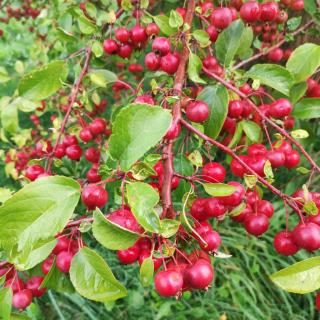 Okrasná jabloň Red Sentinel - 4 l  Malus