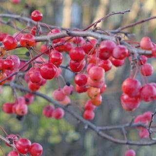 Okrasná jabloň ´Red Sentinel´ - Malus ´Red Sentinel´ - ok 8/10