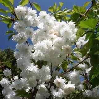Okrasná třešeň ptačí Plena - Prunus avium - ok 12/14  Prunus avium Plena