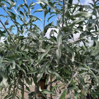 Olivovník severu - Hrušeň vrbolistá ´Pendula´