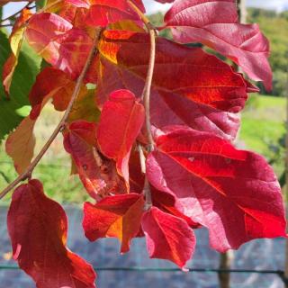 Parócie perská - 180 - 200 cm  Parrotia persica