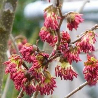 Parócie perská ´Persian Spire´ - 12 l  Parrotia persicca