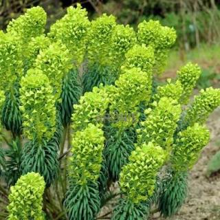 Pryšec wulfenii  Euphorbia characias ssp. wulfenii