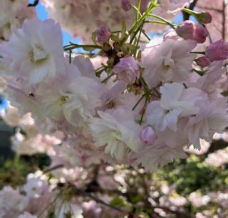 Sakura - Prunus serrulata ´Mount Fuji´- ´Shirotae´ - ok 10/12