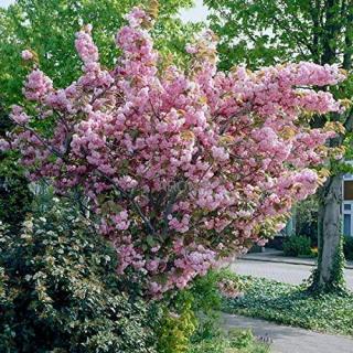 Sakura, třešeň pilovitá ´Kanzan´  Prunus serrulata