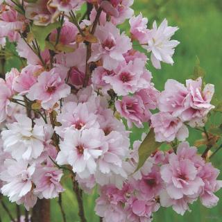 Sakura, Višeň pilovitá Amanogawa ok 8 - 10 cm Exkluziv  Prunus serrulata