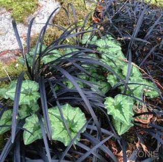 Sedoulek plochostvolý Nigrescens - 1,5 l  Ophiopogon planiscapus Nigrescens