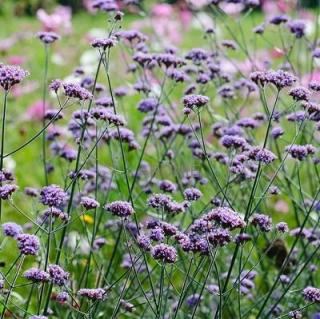 Sporýš argentinský, verbena  Verbena bonariensis