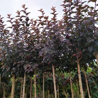 Tavola kalinolistá ´Lady in Red´ ® - stromek  Physocarpus opulifolius