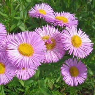 Turan Rosa Juwel  Erigeron Rosa Juwel