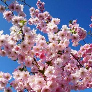 Višeň chloupkatá ´Accolade´ - Prunus - ok 10/12 cm, vk 180 cm  Sakura