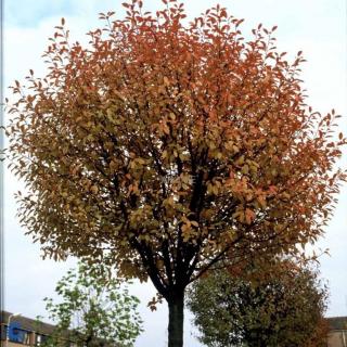 Višeň křovitá ´Umbraculifera´ ok 10 - 12 cm  Prunus eminens ´Umbraculifera´