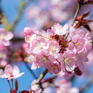 Višeň sargentova 'Charles Sargent´- Prunus sargentii - ok 18/20