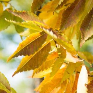 Zelkova pilovitá - Zelkova serrata - 100 - 130 cm  okrasné stromy