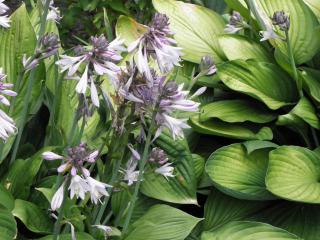 Bohyška modrofialová | Hosta ventricosa