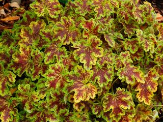 Dlužicha 'Solar Power' | Heuchera x heucherella Solar Power