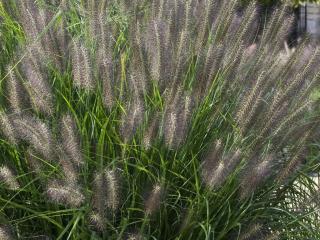 Dochan psárkovitý 'Moudry' | Pennisetum alopecuroides