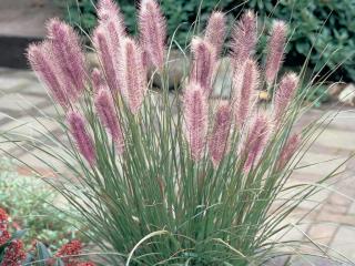 Dochan psárkovitý 'Red Head' | Pennisetum alopecuroides 'Red Head'