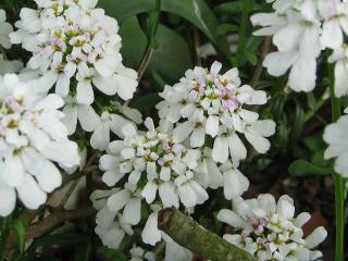 Iberka vždyzelená | Iberis sempervirens