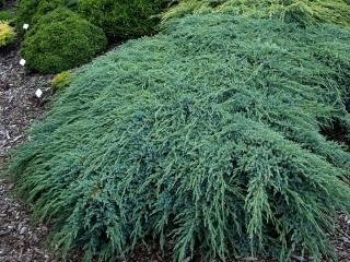 Jalovec šupinatý 'Blue Carpet' | Juniperus squamata 'Blue Carpet'