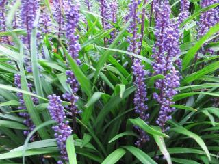 Liriope 'Big Blue' | Liriope muscari 'Big Blue'