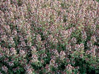 Mateřídouška citrónová | Thymus spanish citriadorus