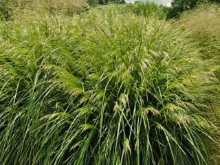 Metlice trsnatá 'Pálava' | Deschampsia caespitosa 'Palava'