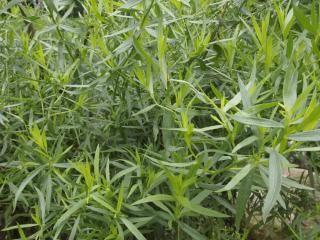 Pelyněk estragon | Artemisia dracunculus