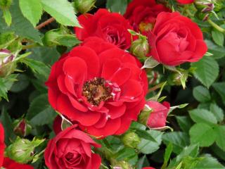 Růže půdopokryvná červená | Rosa sp.