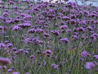 Sporýš argentinský | Verbena bonariensis