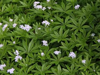 Svízel vonný | Galium odoratum