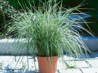 Třtina ostrolistá ' Overdam'  | Calamagrostis acutiflora
