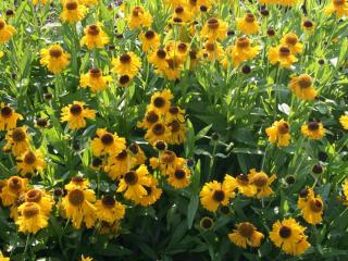 Záplevák 'The Bishop' | Helenium bigelovii 'The Bishop'