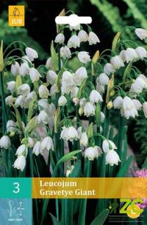 Bledule - Leucojum Gravetye Giant (3 cibule)
