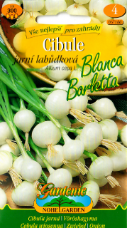 Gardenie Cibule jarní BLANCA BARLETTA, lahůdková bílá