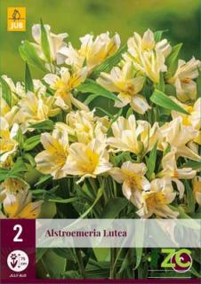 Karta - Boubelka žlutá ALSTROMERIA LUTEA (2 hlízy)