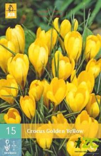 Krokus - Golden Yellow (10 cibulí)