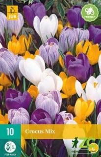 Krokus - Large Flowering Mix (10 cibulí)