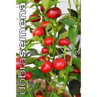 PAPRIKA TRINIDAD HOT CHERRY - roční pálivá 10 Ks
