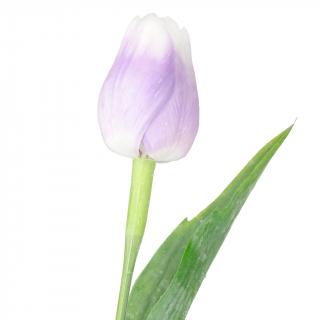 Bílo-fialkový tulipán - 43 cm