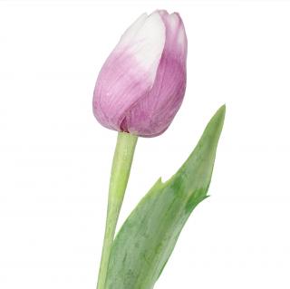 Bílo-fialový tulipán - 43 cm